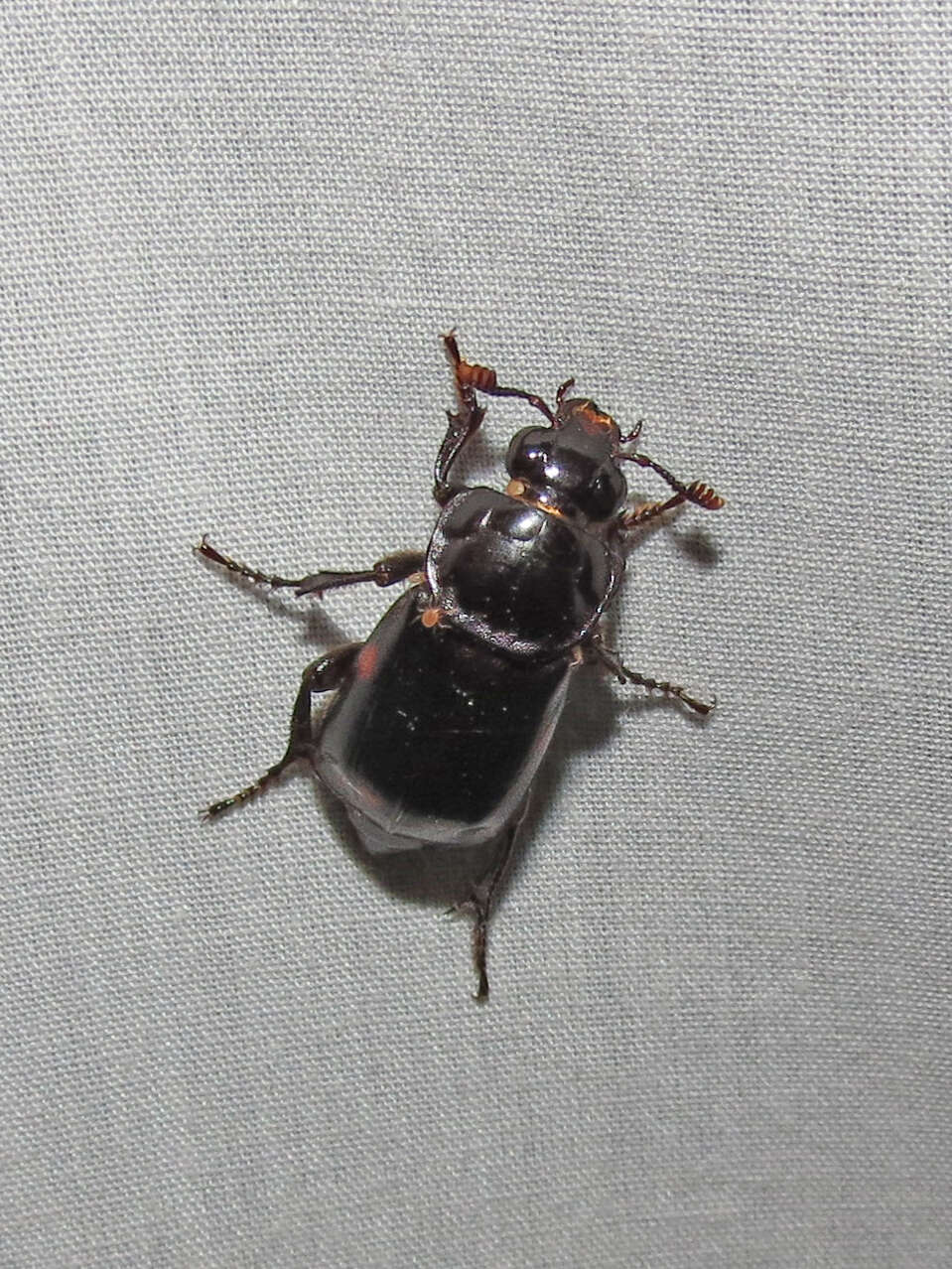 Imagem de Nicrophorus (Nicrophorus) pustulatus (Herschel 1807)