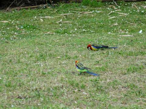 Image of Eastern Rosella