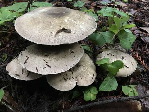 Image of Agaricus deardorffensis Kerrigan 2016