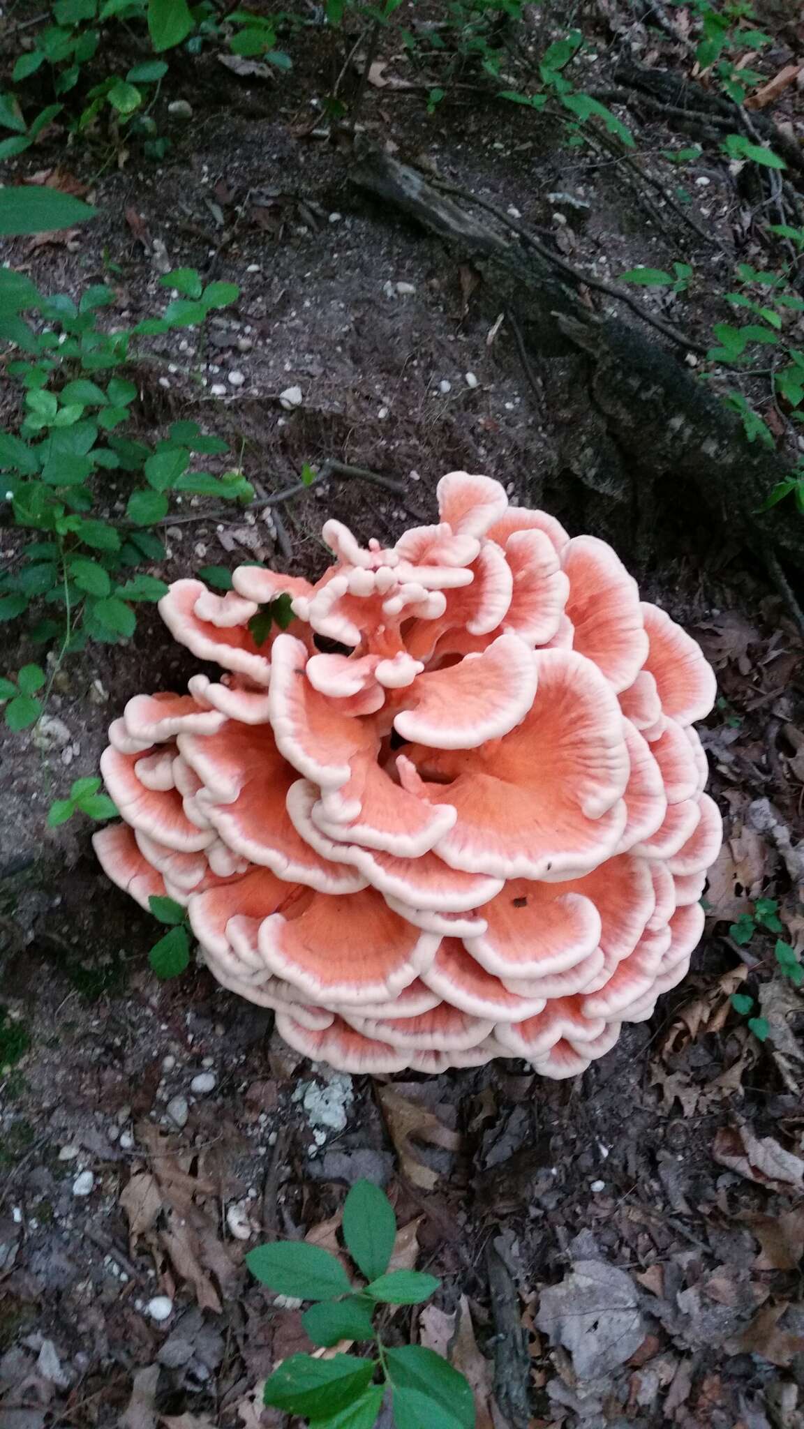 Image of Bracket Fungus