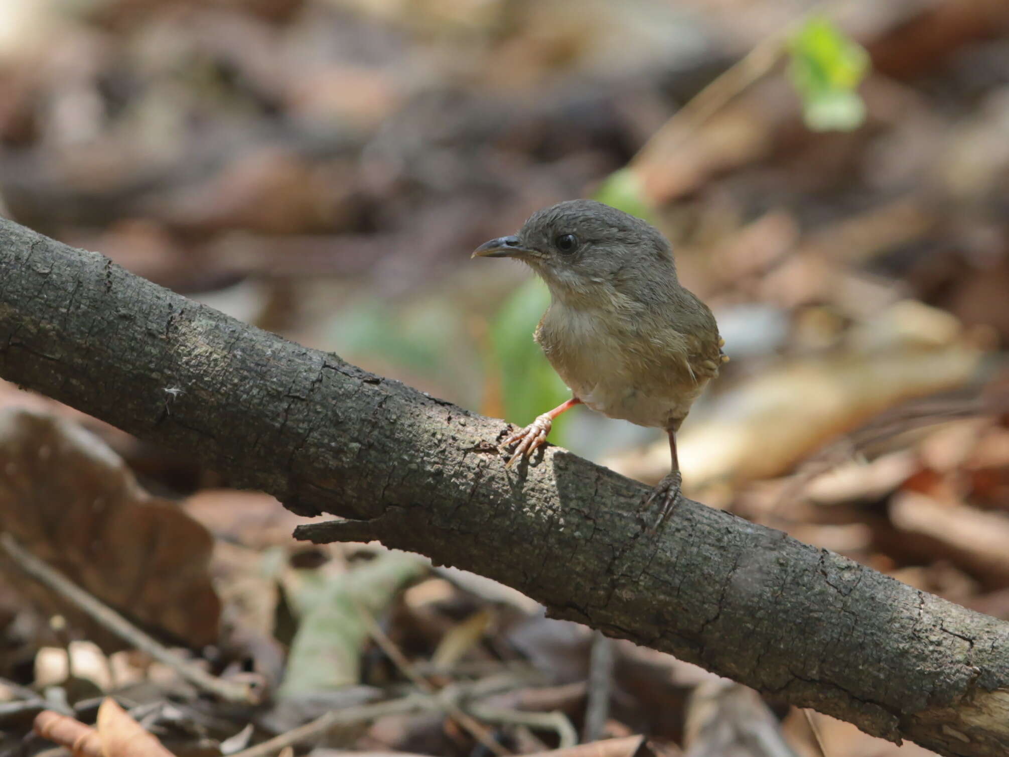 Image of Brown-cheeked Fulvetta