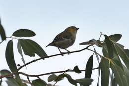 Image of Forty-spotted Pardalote