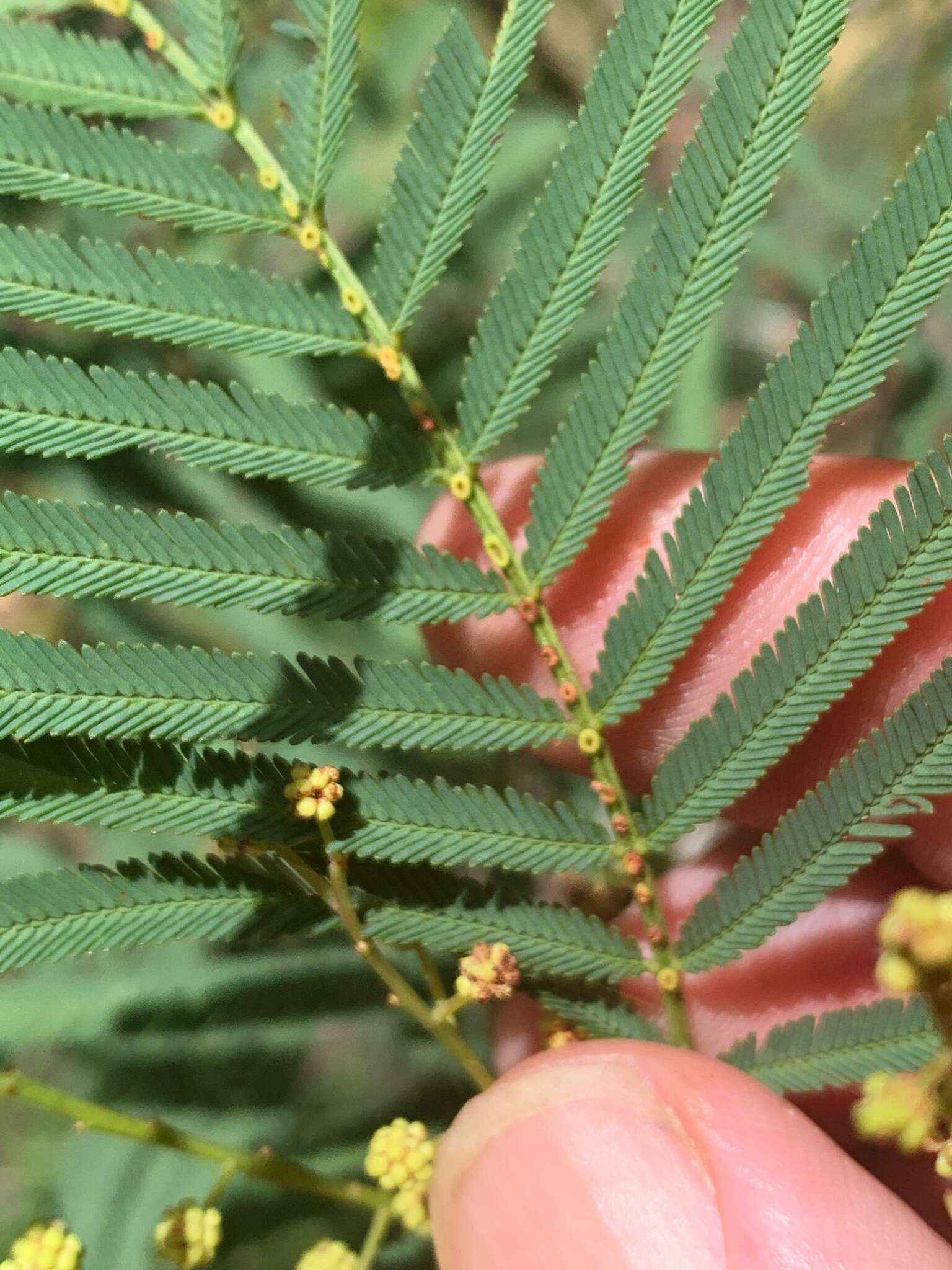 Image of Acacia storyi Tindale