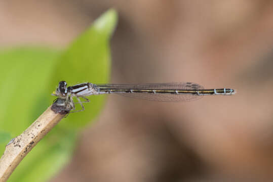 Image of New England Bluet