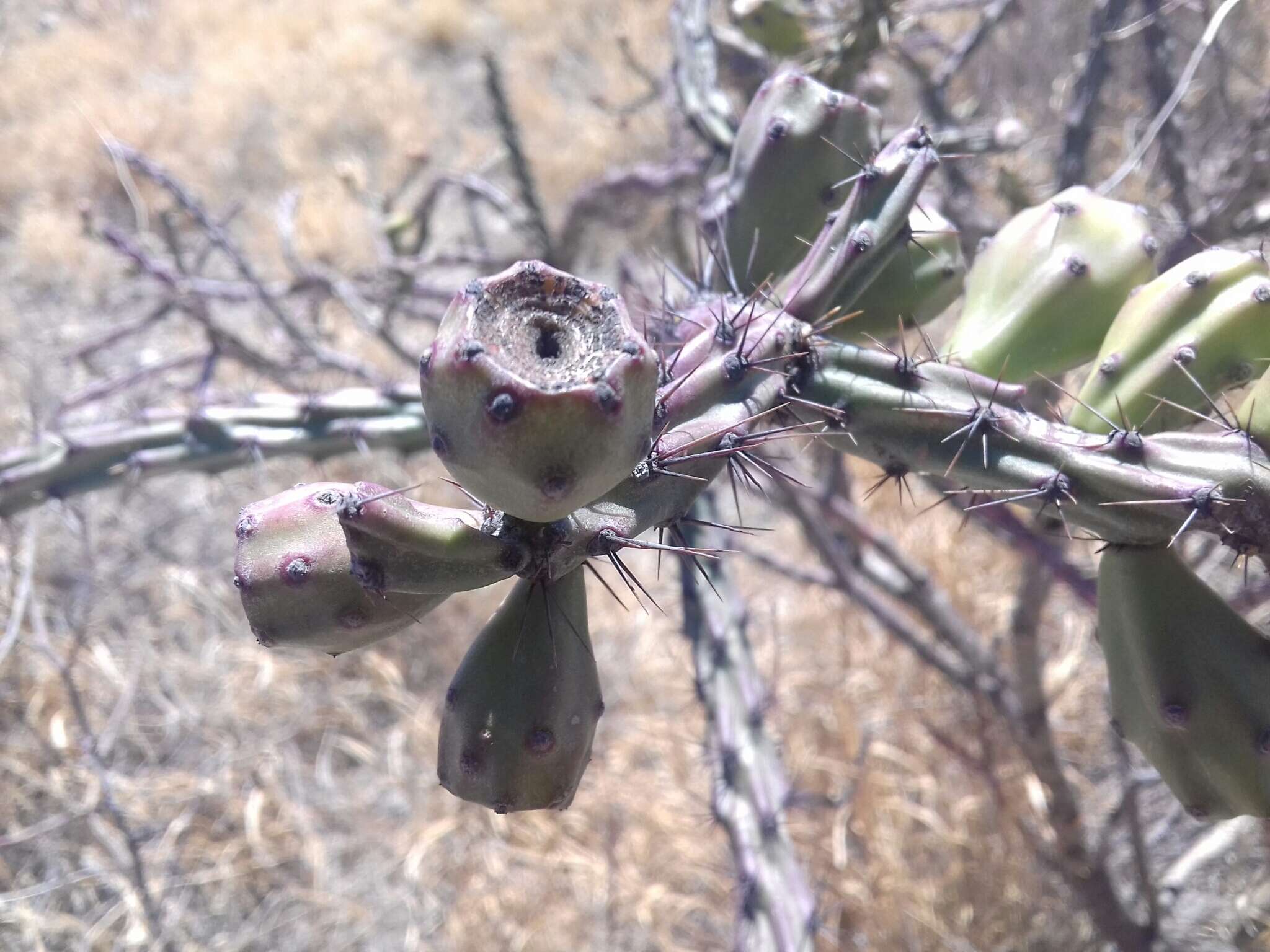 Imagem de Cylindropuntia thurberi (Engelm.) F. M. Knuth