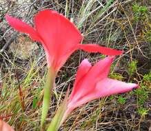 Gladiolus carmineus C. H. Wright resmi