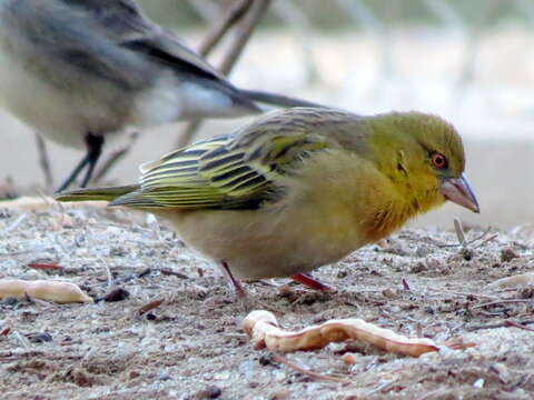 Image of <i>Ploceus velatus caurinus</i>