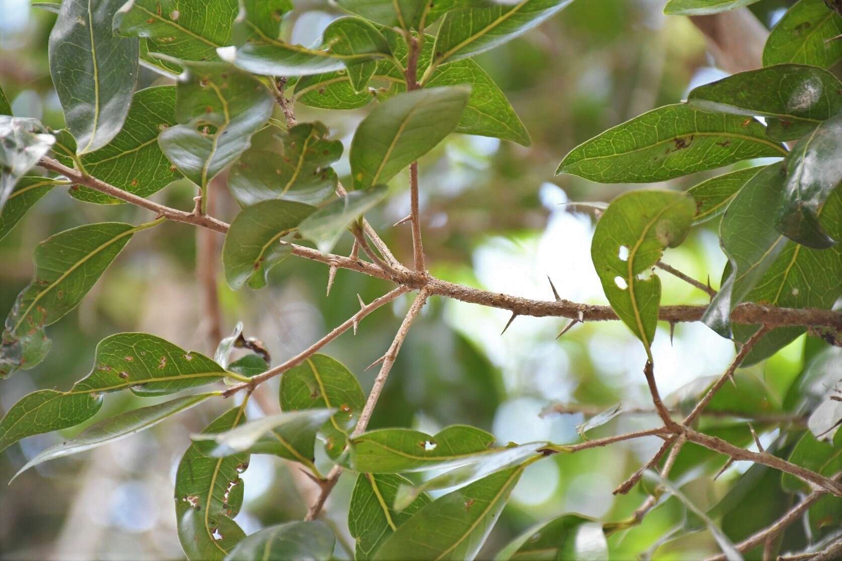 Sideroxylon persimile (Hemsl.) T. D. Penn.的圖片