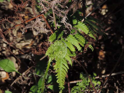 Image of Pelazoneuron ovatum var. lindheimeri (C. Chr.) A. R. Sm.