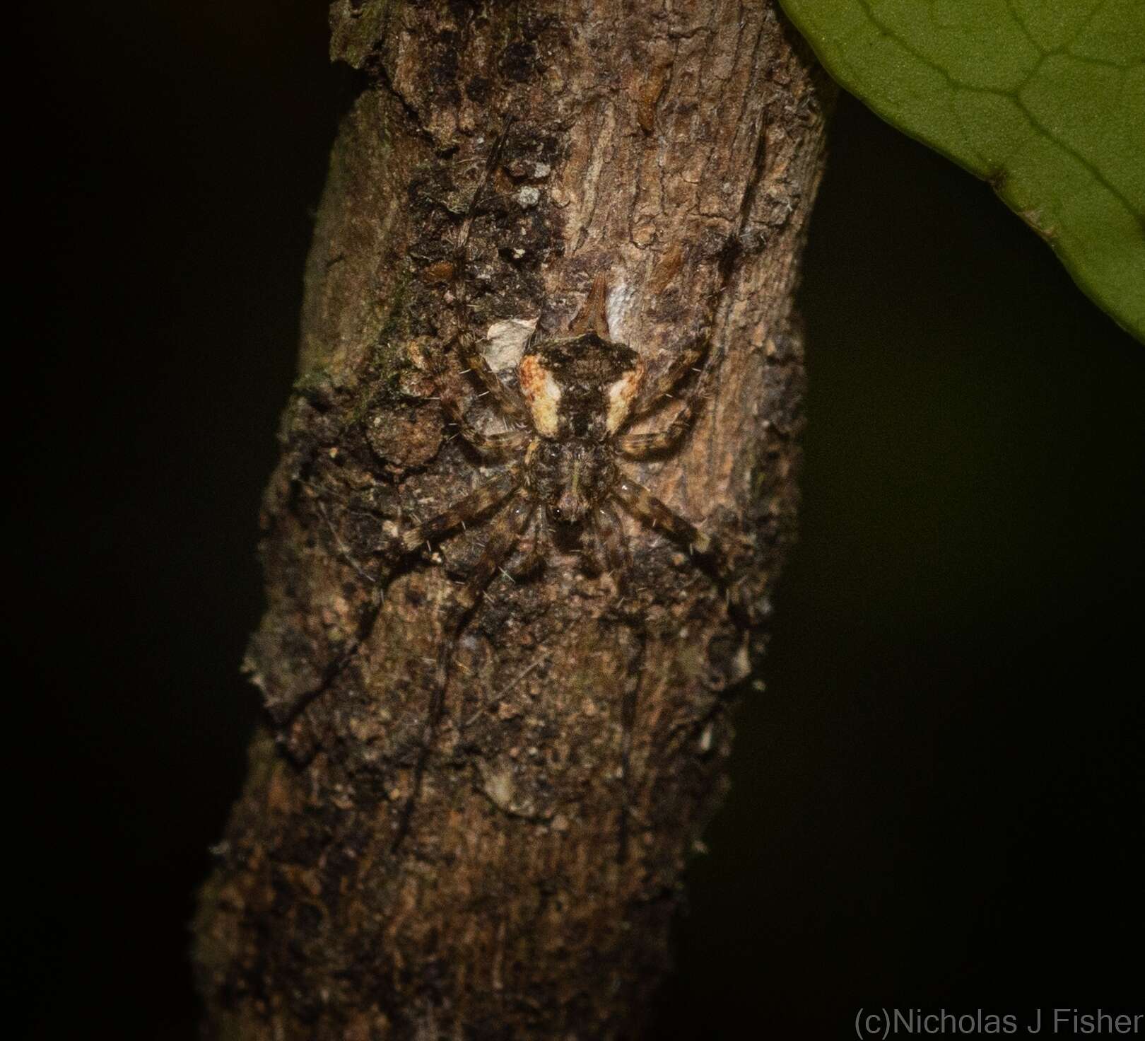 Image of Tamopsis brachycauda Baehr & Baehr 1987