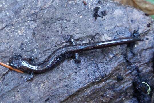 Image of Siskiyou Mountains salamander