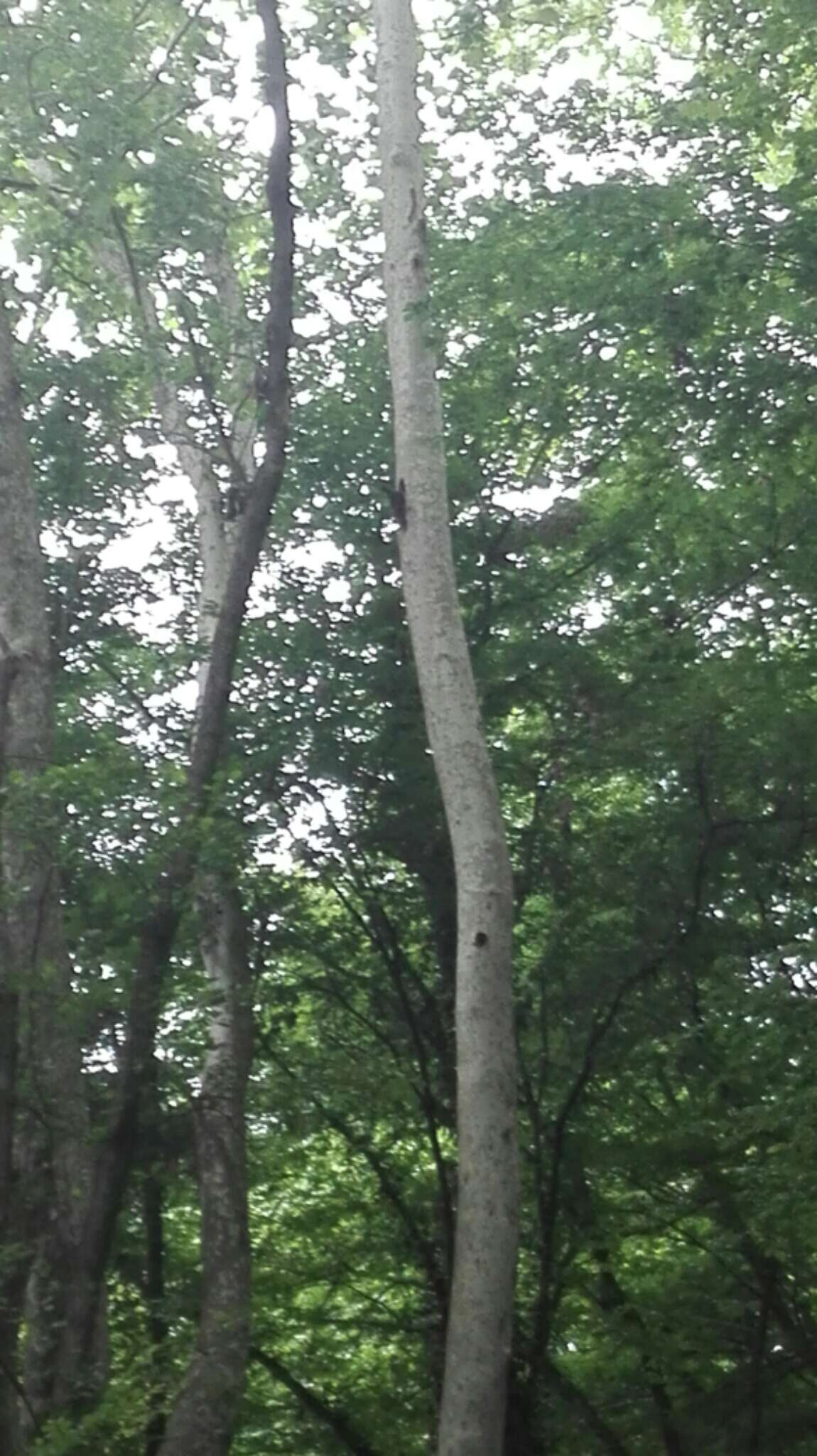 Image of Black Woodpecker