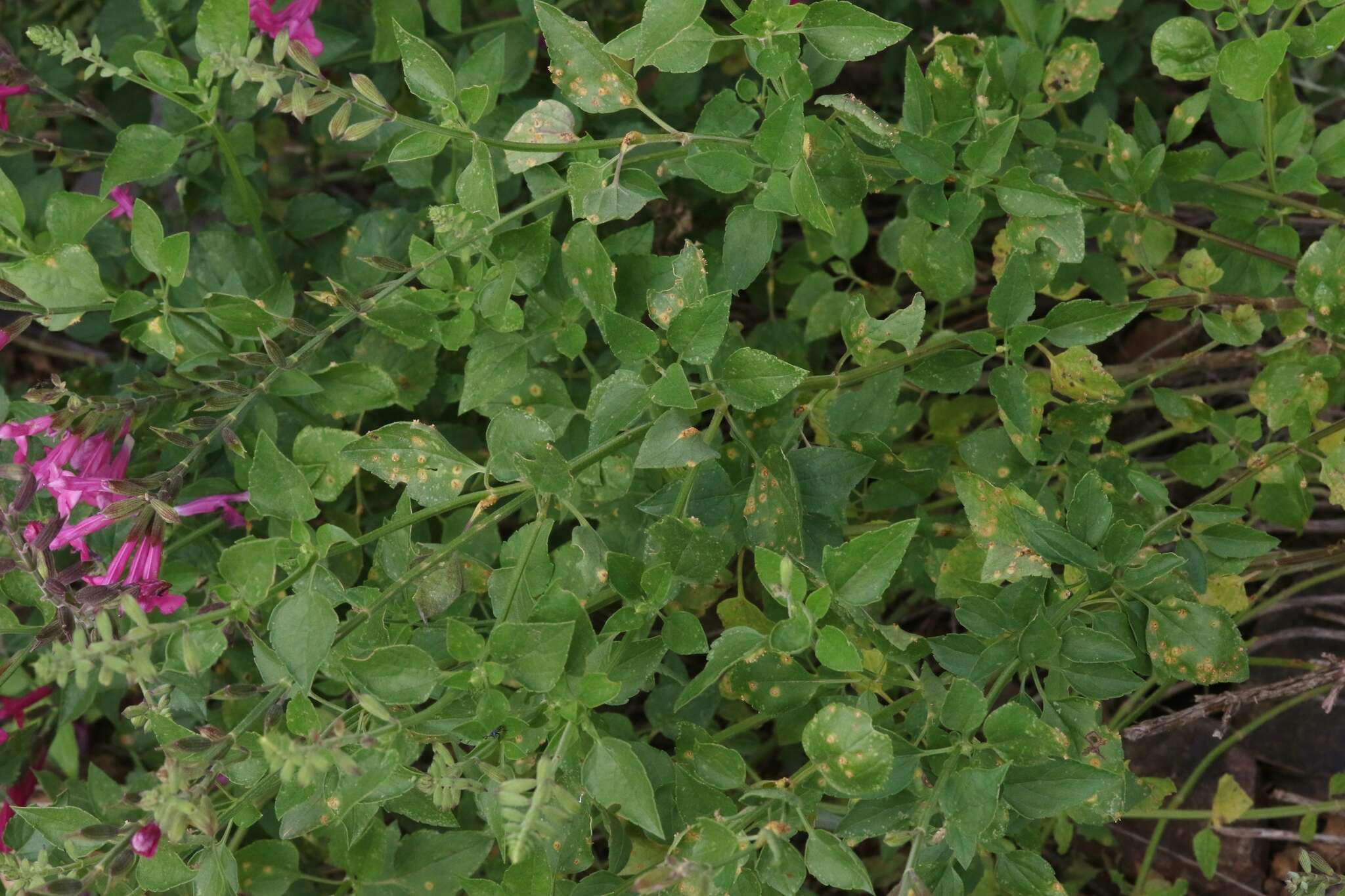 Image of Puccinia biporula J. W. Baxter 1952