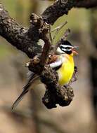 Imagem de Emberiza flaviventris flaviventris Stephens 1815