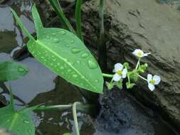 Sivun Sagittaria platyphylla (Engelm.) J. G. Sm. kuva