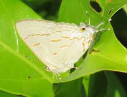 Imagem de Hypolycaena philippus philippus