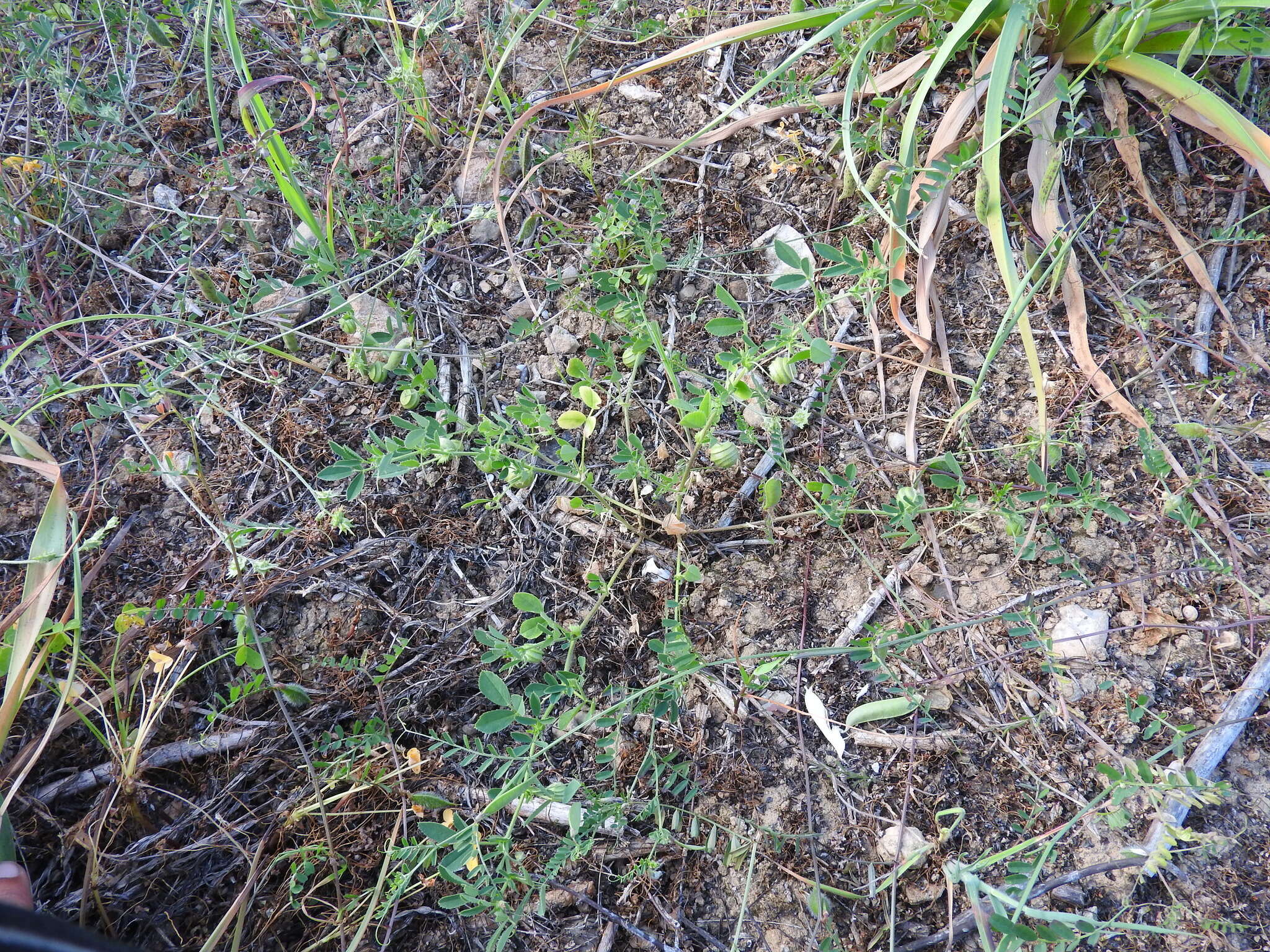 Image of snail medick