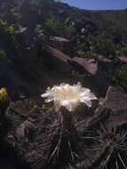 Image de Echinopsis deserticola (Werderm.) H. Friedrich & G. D. Rowley