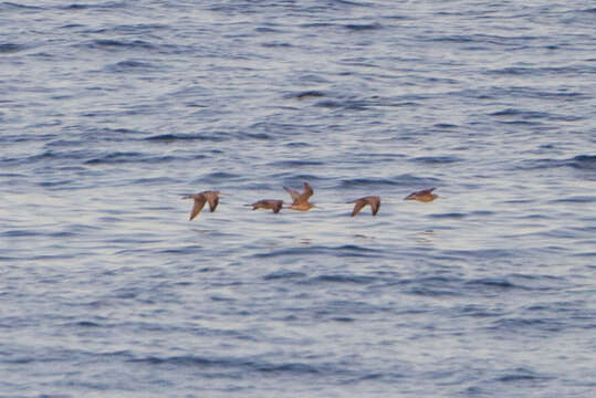 Image of Limosa Brisson 1760