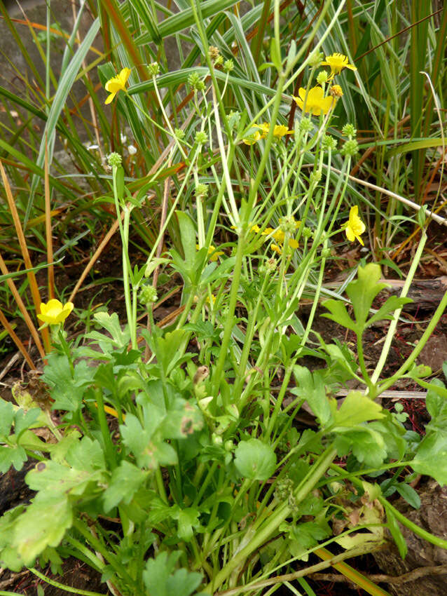 Ranunculus bulbosus L.的圖片