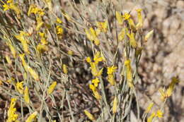 Plancia ëd Gnidia polycephala (C. A. Mey.) Gilg ex Engl.