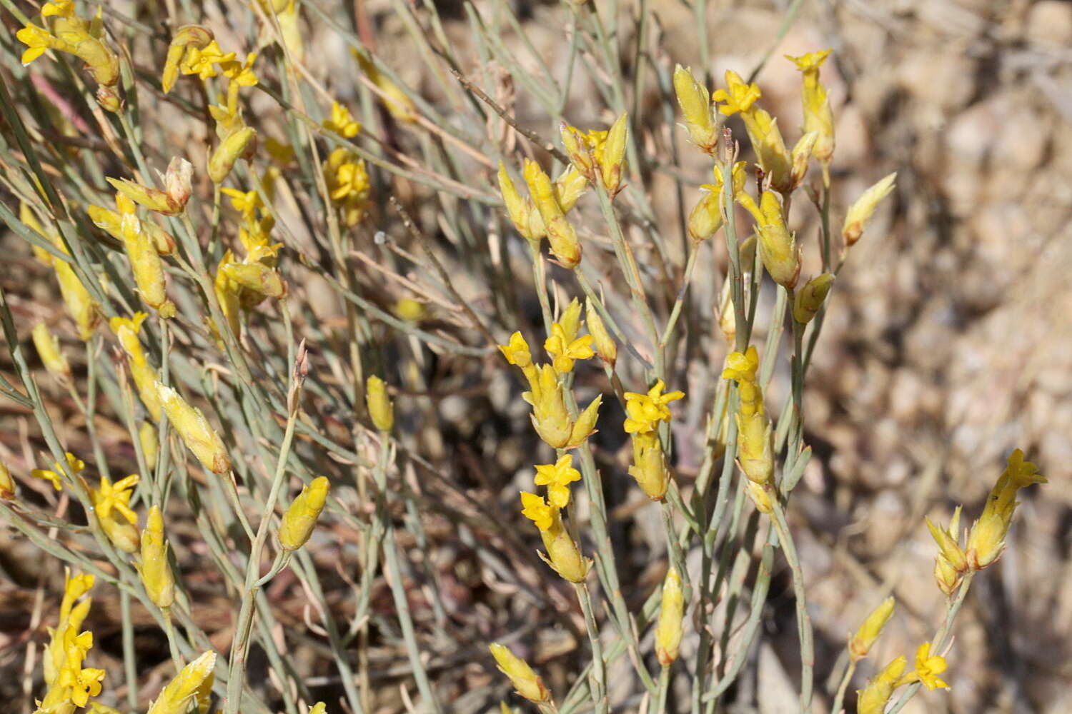 Plancia ëd Gnidia polycephala (C. A. Mey.) Gilg ex Engl.