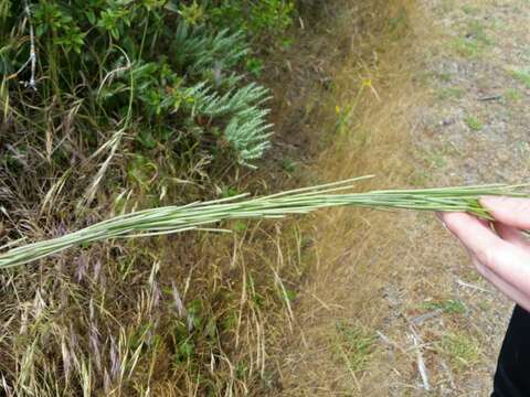 Слика од Turritis glabra L.