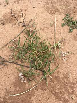 Image of dwarf milkweed