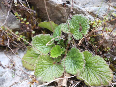 Image of Geum cockaynei (F. Bolle) B. P. J. Molloy & C. J. Webb