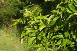 Image of Bean-tree