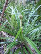 Image of Scrub breadfruit