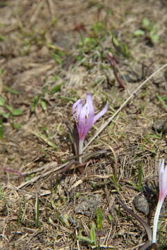 Слика од Colchicum trigynum (Steven ex Adam) Stearn