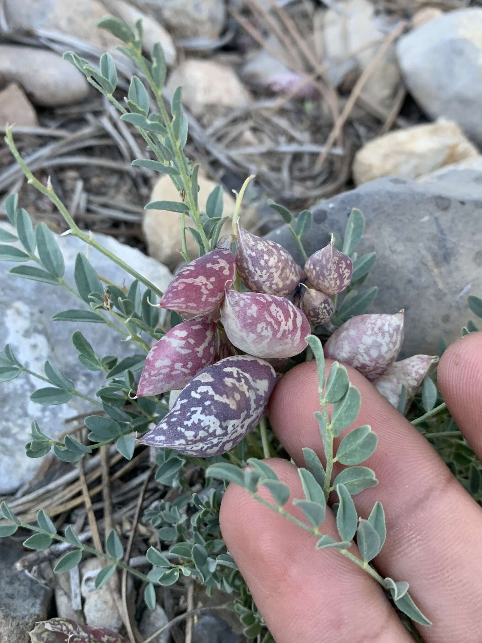 Imagem de Astragalus oophorus var. clokeyanus Barneby