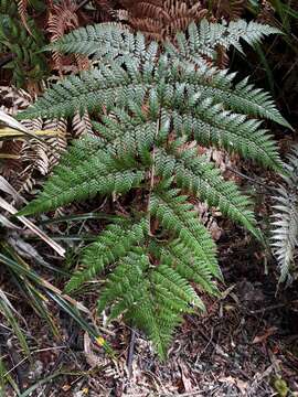 Image of stumpy tree fern