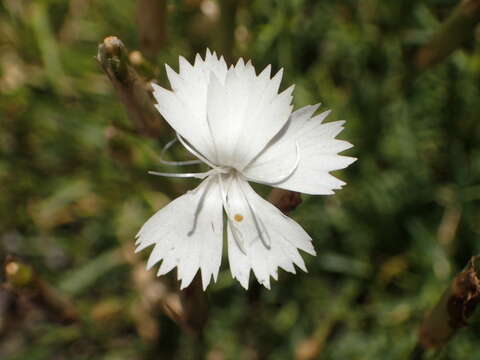 Image of Dianthus petraeus subsp. petraeus