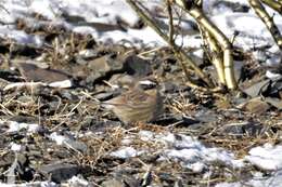 Image of Brown Accentor