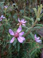 Olearia asterotricha F. Müll. resmi