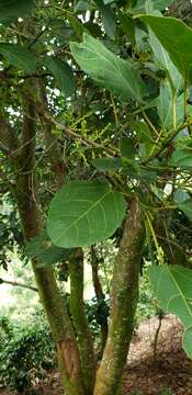 Image de Alchornea latifolia Sw.