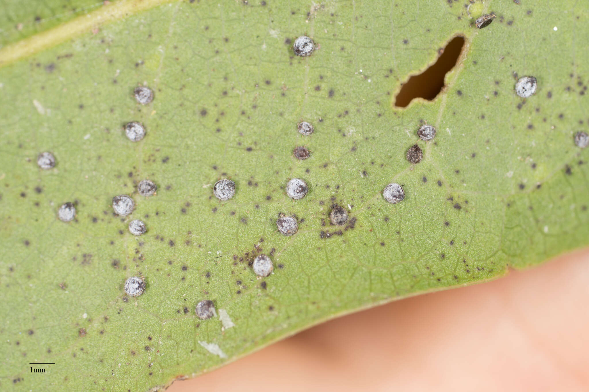 Image of Euthoracaphis umbellulariae (Essig 1932)