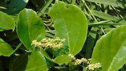 Cissus verticillata (L.) Nicolson & C. E. Jarvis resmi