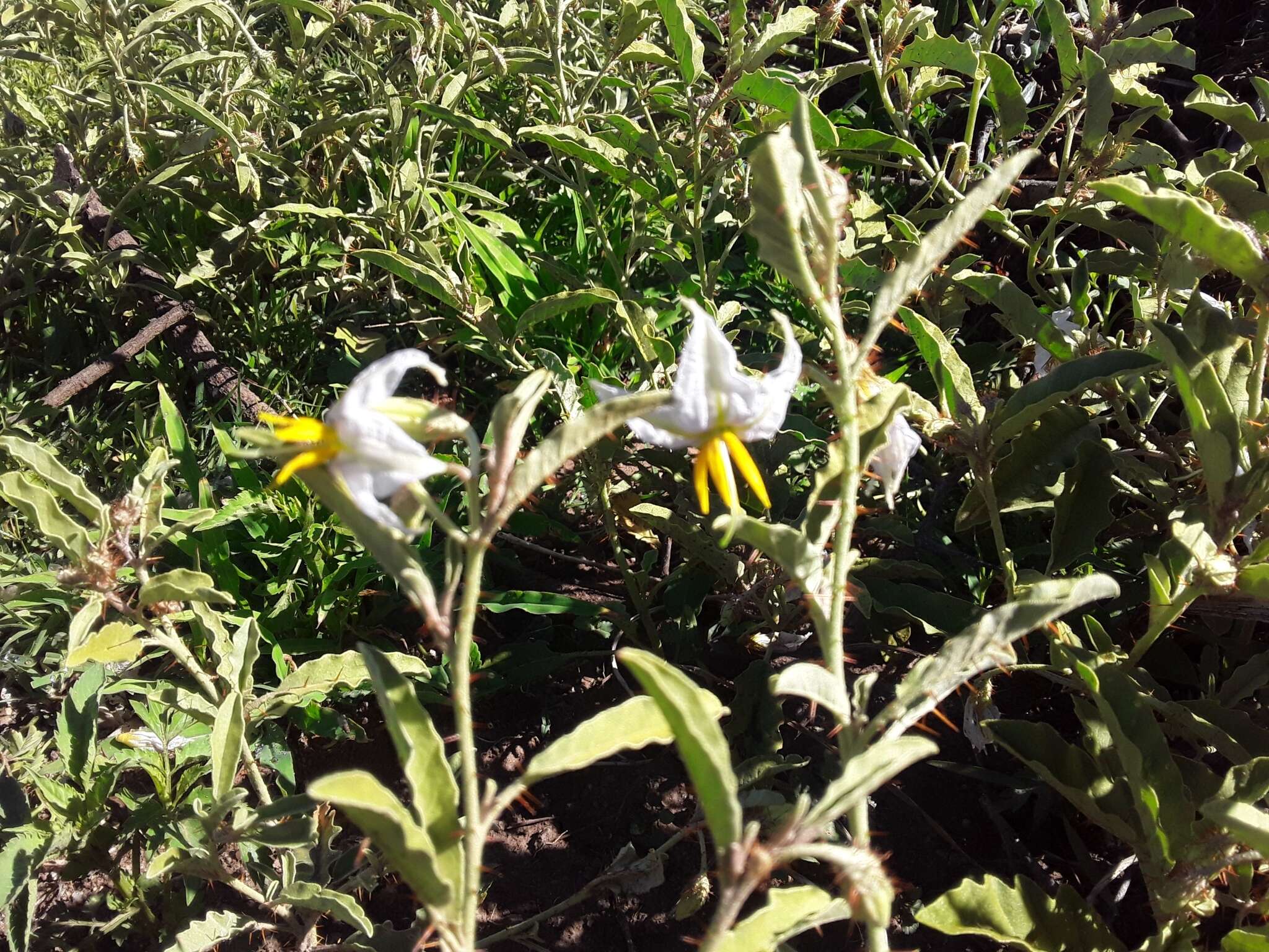 صورة Solanum juvenale Thell.