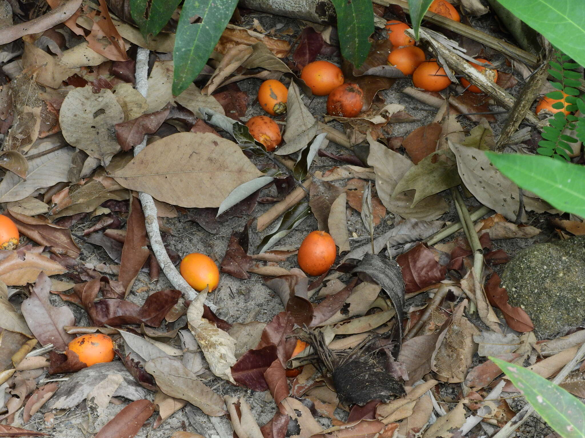 Image of Astrocaryum tucuma Mart.