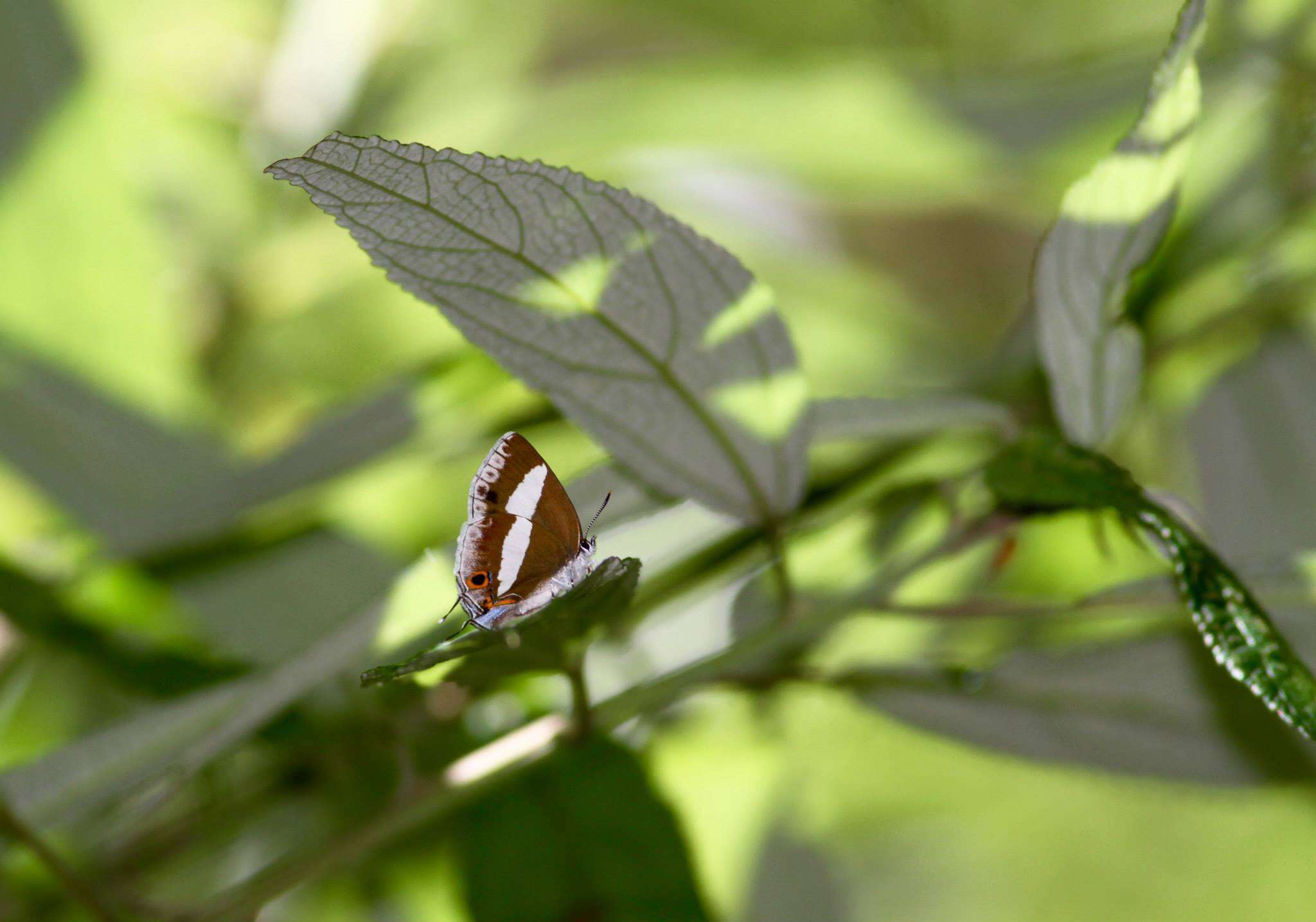 Euaspa milionia formosana Nomura 1931 resmi