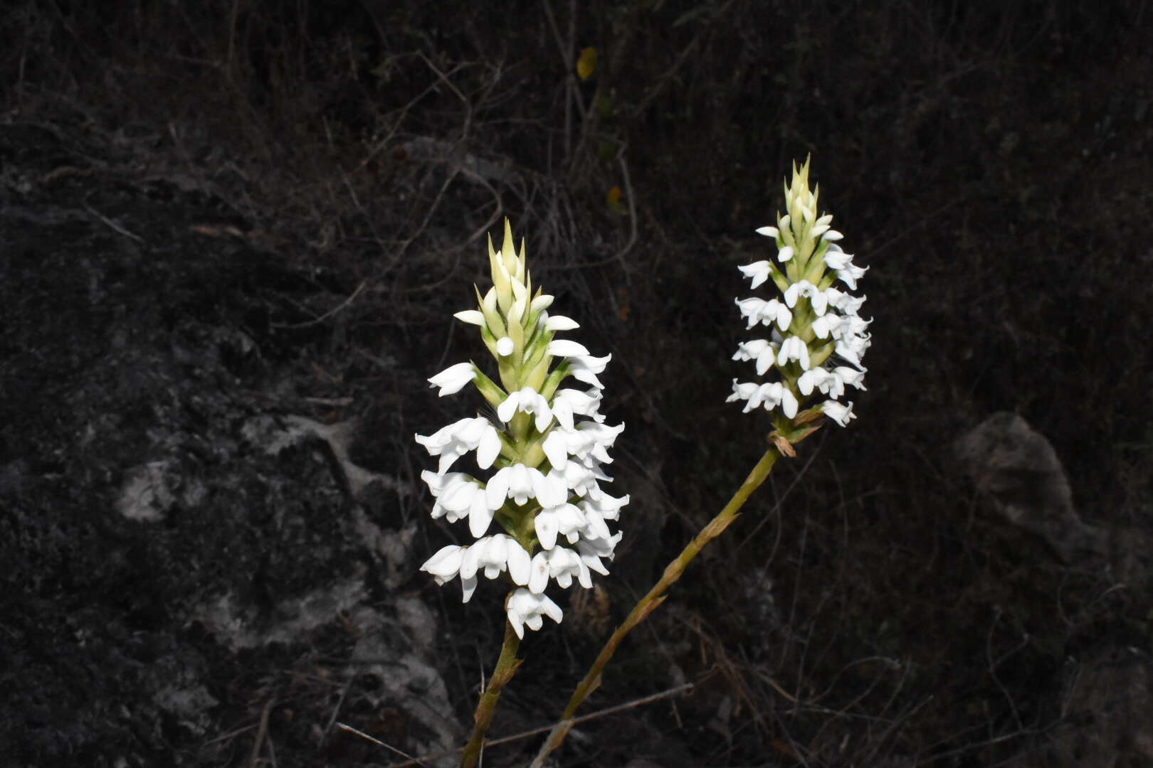 Imagem de Aulosepalum nelsonii (Greenm.) Garay