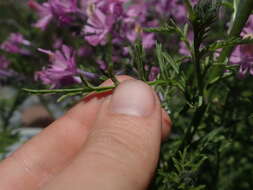 Image of Schizanthus hookeri Gill. ex R. Grah.