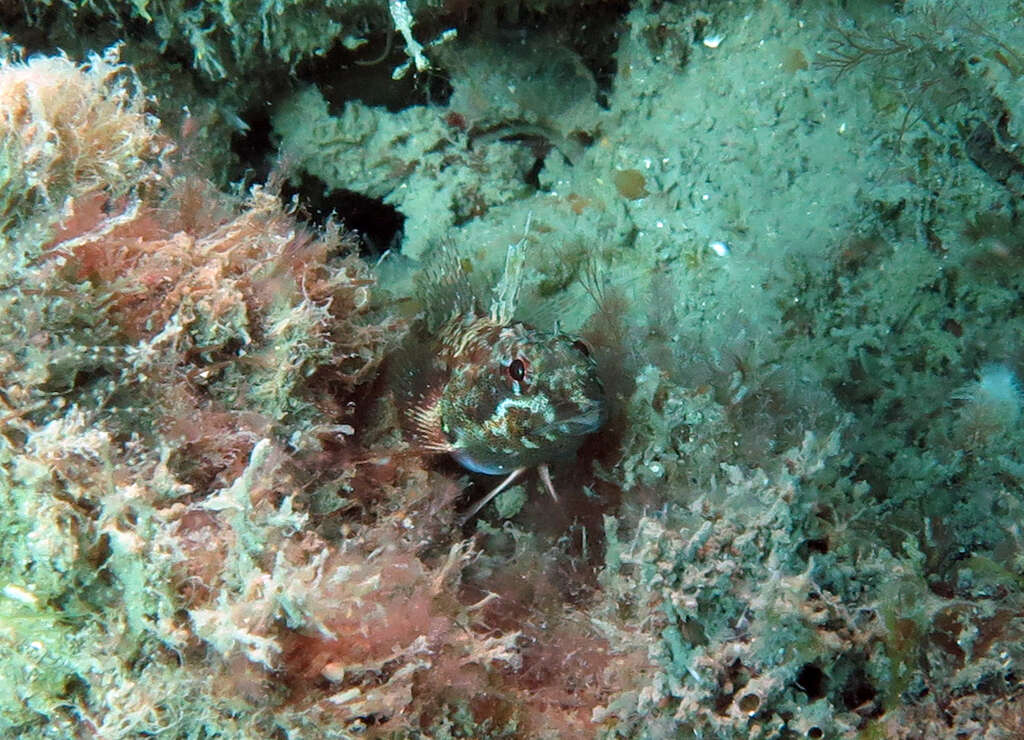 Image of Blackthroat Triplefin