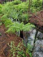 Cyathea atrovirens (Langsd. & Fisch.) Domin resmi