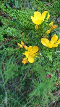 Imagem de Hypericum laricifolium Juss.