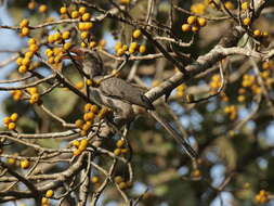 Image of Malabar Grey Hornbill