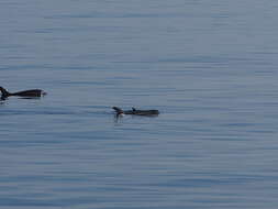 Image of pygmy killer whale